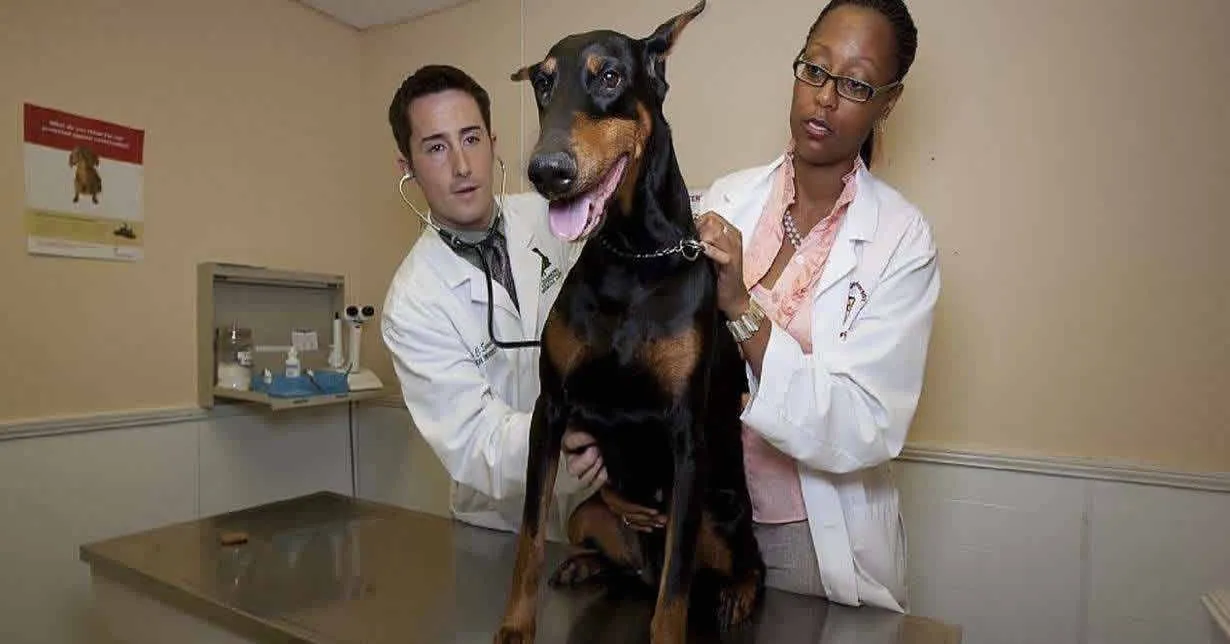 Cursos Online Com Certificado na área de Saúde Animal